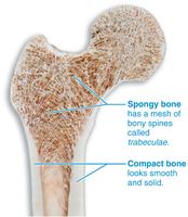 Compact and spongy bone structure