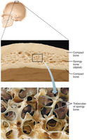 Structure of a flat bone