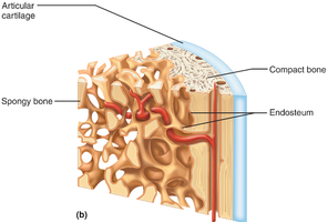 Structure of a long bone (humerus, cross-section)