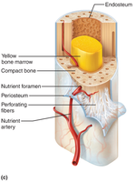 Structure of a long bone showing blood supply
