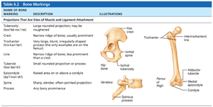 Bone markings: projections