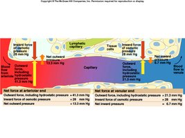 Capillary exchange and pressure gradients