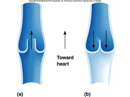 Venous valves and blood flow direction