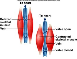 Skeletal muscle pump and venous valves