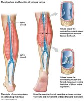 Venous valves in the lower limb