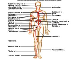 Major arteries of the body