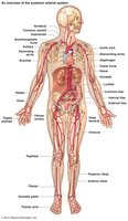 Systemic arterial system overview