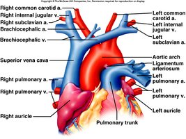 Major arteries of the heart