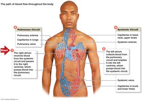 Diagram of pulmonary and systemic circulation