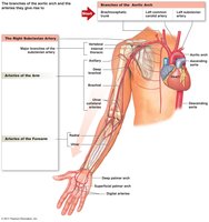 Arteries to the upper limb