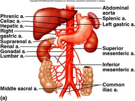 Major branches of the abdominal aorta