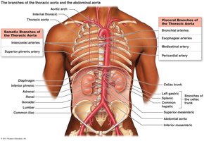 Major branches of the abdominal aorta