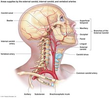 Major arteries of the head and neck