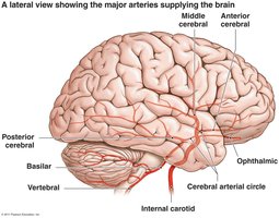 Major arteries supplying the brain