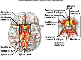 Cerebral arterial circle (Circle of Willis)