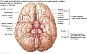 Cerebral arterial circle (Circle of Willis)