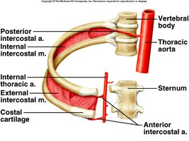 Arteries to the thoracic wall
