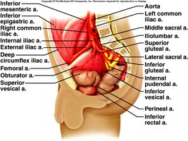 Arteries to the pelvis
