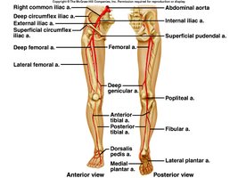 Arteries to the lower limb