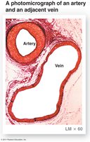 Photomicrograph of an artery and vein