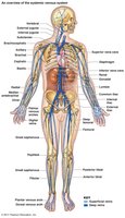 Major veins of the body