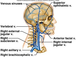 Major veins of the head and neck