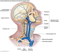 Major veins of the head and neck