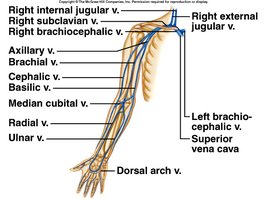 Veins from the upper limb and shoulder