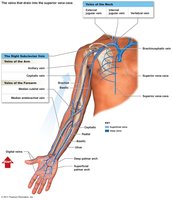 Veins from the upper limb and shoulder