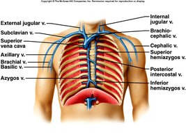 Veins from the thoracic wall