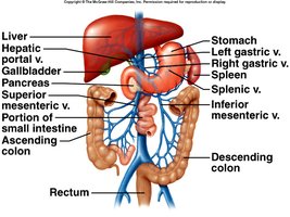 Veins draining the abdominal viscera