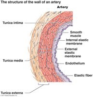 Structure of the wall of an artery