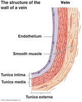 Structure of the wall of a vein