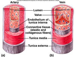Comparison of artery and vein wall structure