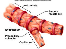Arteriole, precapillary sphincter, and capillary structure