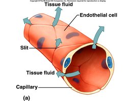 Capillary structure and tissue fluid exchange