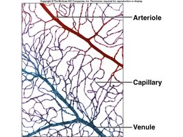Arteriole, capillary, and venule network