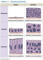 Table classifying epithelia by shape and layers