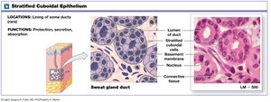 Stratified cuboidal epithelium: location and function