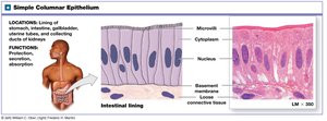 Simple columnar epithelium: location and function