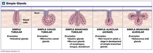 Simple glands: structure and examples