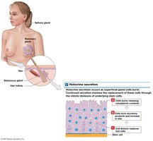 Holocrine secretion: mechanism and example