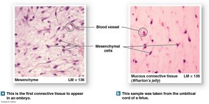 Embryonic connective tissues: mesenchyme and mucous connective tissue