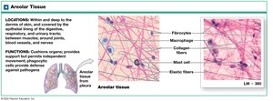Areolar tissue: location and function