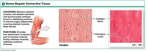 Dense regular connective tissue: location and function