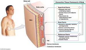 Connective tissue framework of the body: fasciae