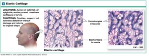 Elastic cartilage: location and function
