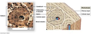 Bone structure: osteons, central canal, periosteum