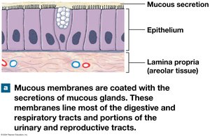 Mucous membrane: structure and function