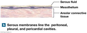 Serous membrane: structure and function